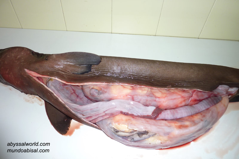 Somniosus shark organs dissection
