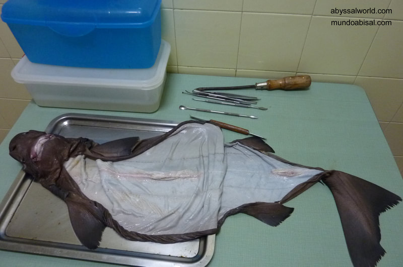 Skin shark. taxidermy process. Sleeper shark