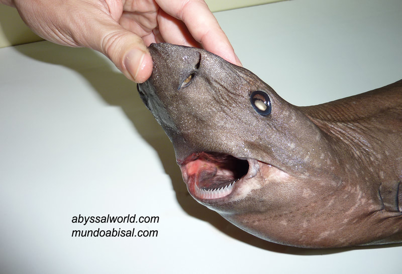Head jaw and tooths of little sleeper shark Somniosus