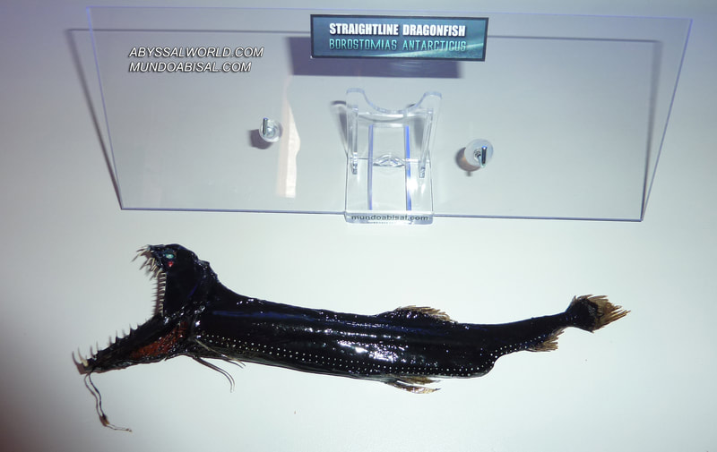 Preserved creature from the deep sea. Taxidermy collection for sale. Sea monsters. Borostomias snaggletooth swallower fish
