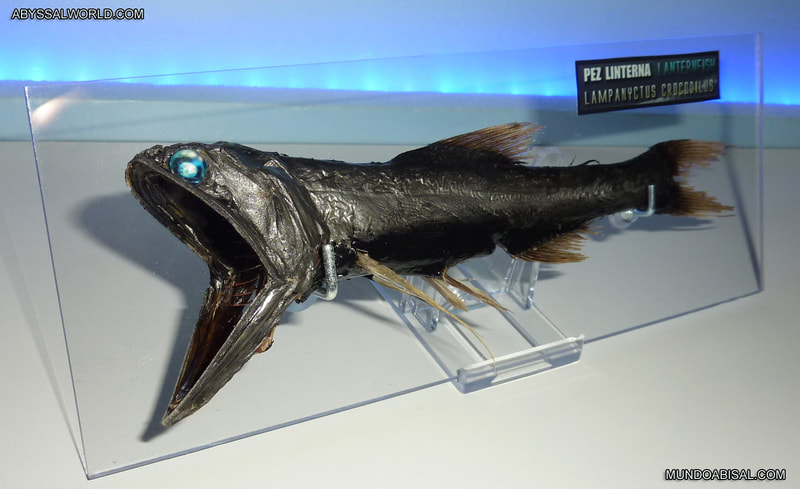 Lanternfish museum. Lampanyctus crocodilus dried preserved for sale