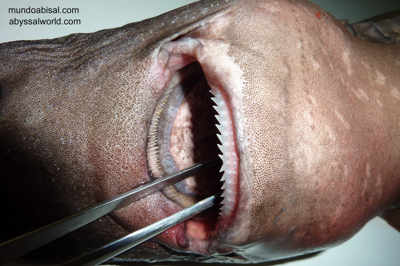 Jaw and teeth of Sleeper shark Somniosus rostratus