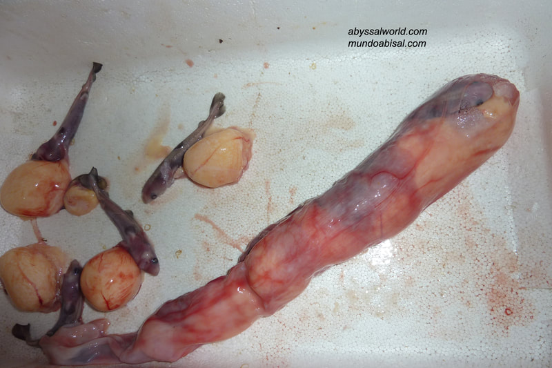 shark embryos and uterus Somniosus rostratus