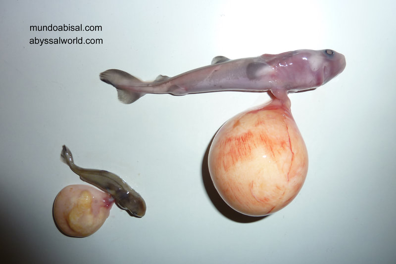 shark embryos somniosus rostratus