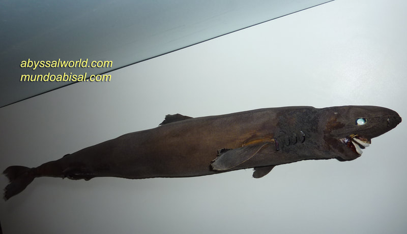 Rare shark taxidermy. Sleeper shark