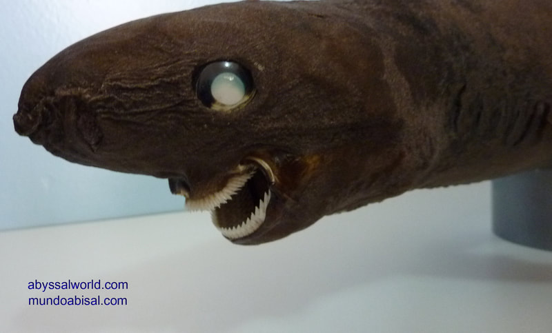 Odd shark jaw rare taxidermy teeth tooth Sleeper shark 